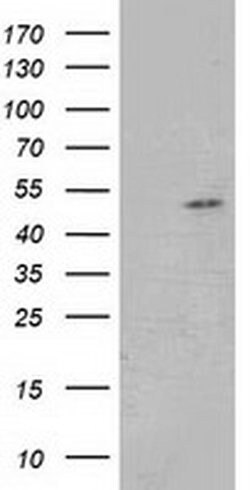 Invitrogen GSS Monoclonal Antibody (OTI2G3) 100 &mu;L; Unconjugated:Antibodies,