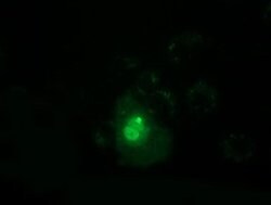 Invitrogen PPWD1 Monoclonal Antibody (OTI1B8) 100 &mu;L; Unconjugated:Antibodies,