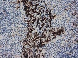 Invitrogen PPWD1 Monoclonal Antibody (OTI1B8) 100 &mu;L; Unconjugated:Antibodies,