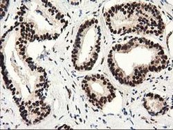 Invitrogen SULT1A1 Monoclonal Antibody (OTI9B7) 100 &mu;L; Unconjugated:Antibodies,
