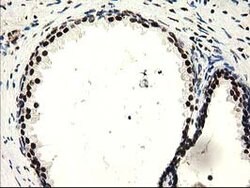 Invitrogen SULT1A1 Monoclonal Antibody (OTI9B7) 100 &mu;L; Unconjugated:Antibodies,