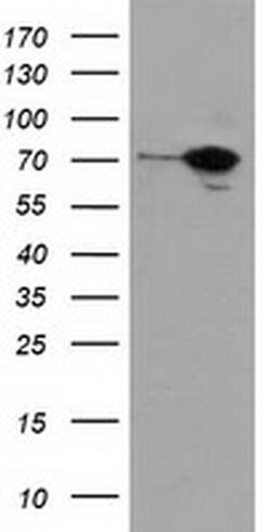Invitrogen SAMHD1 Monoclonal Antibody (OTI2D7) 100 &mu;L; Unconjugated:Antibodies,