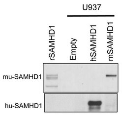 Invitrogen SAMHD1 Monoclonal Antibody (OTI2D7) 100 &mu;L; Unconjugated:Antibodies,