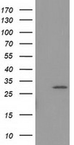 Invitrogen BIN3 Monoclonal Antibody (OTI5E3) 100 &mu;L | Buy Online | Invitrogen&trade; | Fisher Scientific