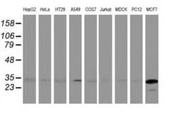 Invitrogen BIN3 Monoclonal Antibody (OTI5E3) 100 &mu;L | Buy Online | Invitrogen&trade; | Fisher Scientific