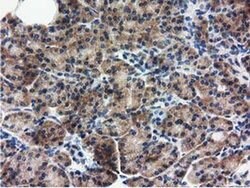 Invitrogen RASD2 Monoclonal Antibody (OTI1G1) 100 &mu;L; Unconjugated:Antibodies,