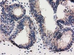 Invitrogen RASD2 Monoclonal Antibody (OTI1G1) 100 &mu;L; Unconjugated:Antibodies,