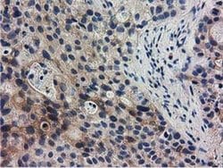 Invitrogen RASD2 Monoclonal Antibody (OTI1G1) 100 &mu;L; Unconjugated:Antibodies,