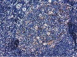 Invitrogen RASD2 Monoclonal Antibody (OTI1G1) 100 &mu;L; Unconjugated:Antibodies,