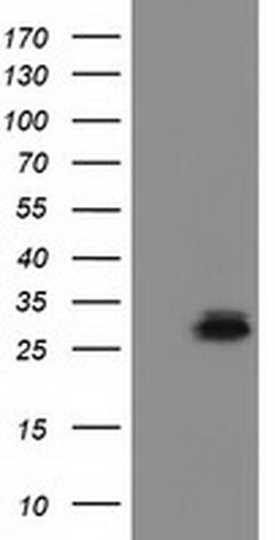 Invitrogen RASD2 Monoclonal Antibody (OTI1G1) 100 &mu;L; Unconjugated:Antibodies,