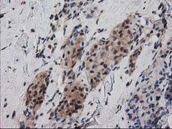 Invitrogen RNH1 Monoclonal Antibody (OTI1B7) 100 &mu;L; Unconjugated:Antibodies,