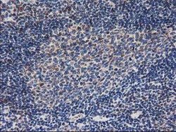 Invitrogen RNH1 Monoclonal Antibody (OTI1B7) 100 &mu;L; Unconjugated:Antibodies,