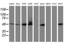 Invitrogen RNH1 Monoclonal Antibody (OTI1B7) 100 &mu;L; Unconjugated:Antibodies,