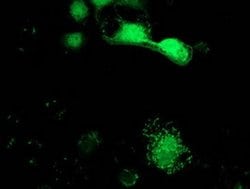 Invitrogen SPR Monoclonal Antibody (OTI4F5) 100 &mu;L; Unconjugated:Antibodies,