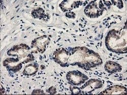 Invitrogen SPR Monoclonal Antibody (OTI4F5) 100 &mu;L; Unconjugated:Antibodies,