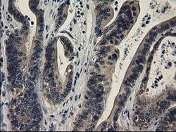 Invitrogen SPR Monoclonal Antibody (OTI4F5) 100 &mu;L; Unconjugated:Antibodies,