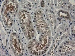 Invitrogen SPR Monoclonal Antibody (OTI4F5) 100 &mu;L; Unconjugated:Antibodies,