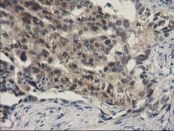 Invitrogen SPR Monoclonal Antibody (OTI4F5) 100 &mu;L; Unconjugated:Antibodies,