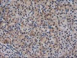 Invitrogen SPR Monoclonal Antibody (OTI4F5) 100 &mu;L; Unconjugated:Antibodies,
