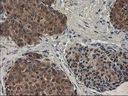 Invitrogen SPR Monoclonal Antibody (OTI4F5) 100 &mu;L; Unconjugated:Antibodies,