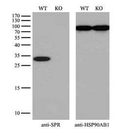 Invitrogen SPR Monoclonal Antibody (OTI4F5) 100 &mu;L; Unconjugated:Antibodies,