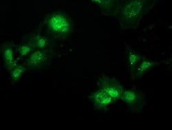 Invitrogen PBLD Monoclonal Antibody (OTI7G5) 100 &mu;L; Unconjugated:Antibodies,