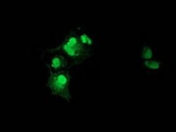 Invitrogen XLF Monoclonal Antibody (OTI3D6) 100 &mu;L; Unconjugated:Antibodies,