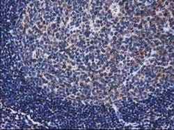 Invitrogen XLF Monoclonal Antibody (OTI3D6) 100 &mu;L; Unconjugated:Antibodies,