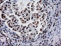 Invitrogen XLF Monoclonal Antibody (OTI3D6) 100 &mu;L; Unconjugated:Antibodies,