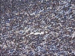 Invitrogen XLF Monoclonal Antibody (OTI3D6) 100 &mu;L; Unconjugated:Antibodies,