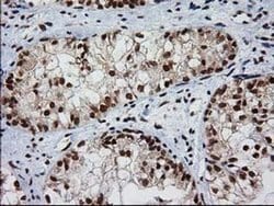 Invitrogen XLF Monoclonal Antibody (OTI3D6) 100 &mu;L; Unconjugated:Antibodies,