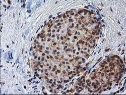 Invitrogen XLF Monoclonal Antibody (OTI3D6) 100 &mu;L; Unconjugated:Antibodies,