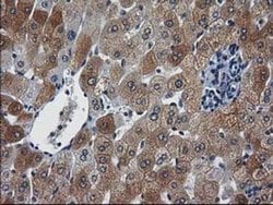Invitrogen XLF Monoclonal Antibody (OTI3D6) 100 &mu;L; Unconjugated:Antibodies,