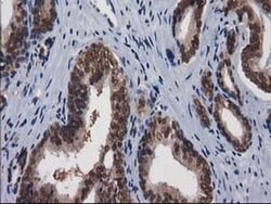 Invitrogen XLF Monoclonal Antibody (OTI3D6) 100 &mu;L; Unconjugated:Antibodies,