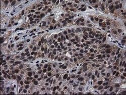 Invitrogen XLF Monoclonal Antibody (OTI3D6) 100 &mu;L; Unconjugated:Antibodies,