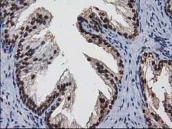 Invitrogen XLF Monoclonal Antibody (OTI3D6) 100 &mu;L; Unconjugated:Antibodies,