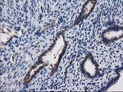 Invitrogen XLF Monoclonal Antibody (OTI3D6) 100 &mu;L; Unconjugated:Antibodies,