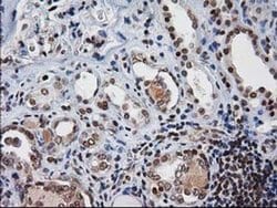 Invitrogen XLF Monoclonal Antibody (OTI3D6) 100 &mu;L; Unconjugated:Antibodies,