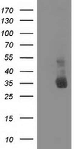 Invitrogen XLF Monoclonal Antibody (OTI3D6) 100 &mu;L; Unconjugated:Antibodies,