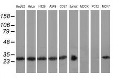 Invitrogen RABL2A Monoclonal Antibody (OTI4A8) 100 &mu;L; Unconjugated:Antibodies,