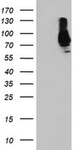 Invitrogen SAMHD1 Monoclonal Antibody (OTI3F5) 100 &mu;L | Buy Online | Invitrogen&trade; | Fisher Scientific