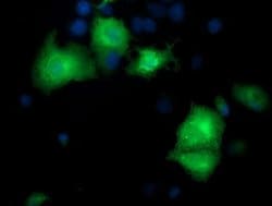 Invitrogen PYCRL Monoclonal Antibody (OTI3E1) 100 &mu;L; Unconjugated:Antibodies,