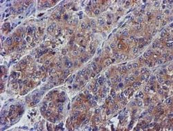 Invitrogen PYCRL Monoclonal Antibody (OTI3E1) 100 &mu;L; Unconjugated:Antibodies,