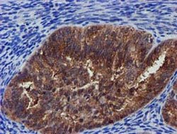 Invitrogen PYCRL Monoclonal Antibody (OTI3E1) 100 &mu;L; Unconjugated:Antibodies,