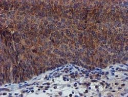 Invitrogen PYCRL Monoclonal Antibody (OTI3E1) 100 &mu;L; Unconjugated:Antibodies,