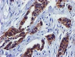 Invitrogen PYCRL Monoclonal Antibody (OTI3E1) 100 &mu;L; Unconjugated:Antibodies,