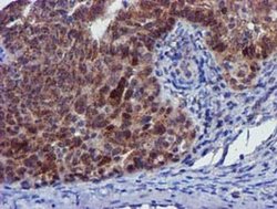 Invitrogen PYCRL Monoclonal Antibody (OTI3E1) 100 &mu;L; Unconjugated:Antibodies,