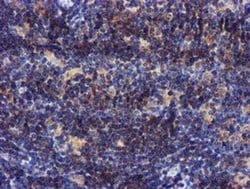 Invitrogen PYCRL Monoclonal Antibody (OTI3E1) 100 &mu;L; Unconjugated:Antibodies,