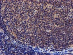 Invitrogen PYCRL Monoclonal Antibody (OTI3E1) 100 &mu;L; Unconjugated:Antibodies,