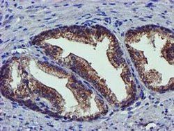 Invitrogen PYCRL Monoclonal Antibody (OTI3E1) 100 &mu;L; Unconjugated:Antibodies,